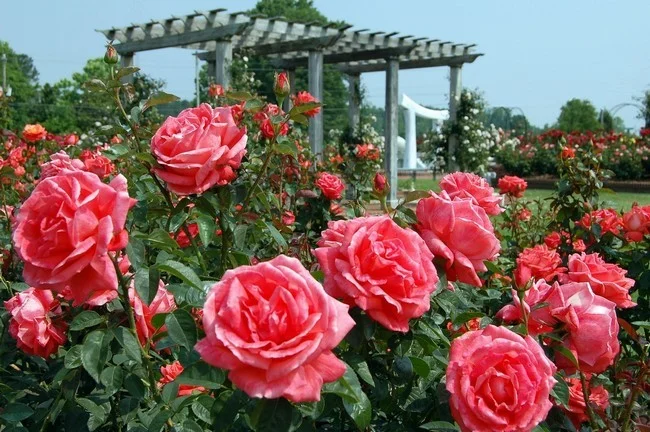 A closeup of a beautiful rose garden. Pink roses are in bloom.