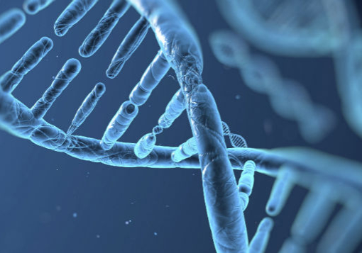 Graphical rendering of human DNA and its helix, ladder-like structure.